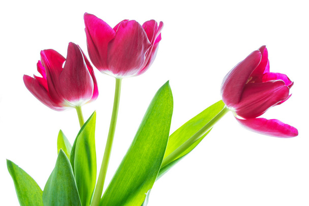 Frühling bunte Blumen Tulpen  - Foto, Bild
