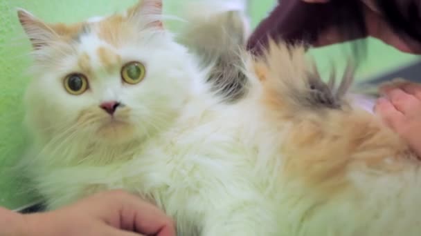 Un gato esponjoso se afeita con una afeitadora eléctrica - Imágenes, Vídeo