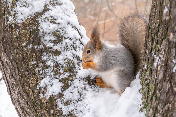 Squirrel in winter sits on a tree branch with snow. - Photo, image
