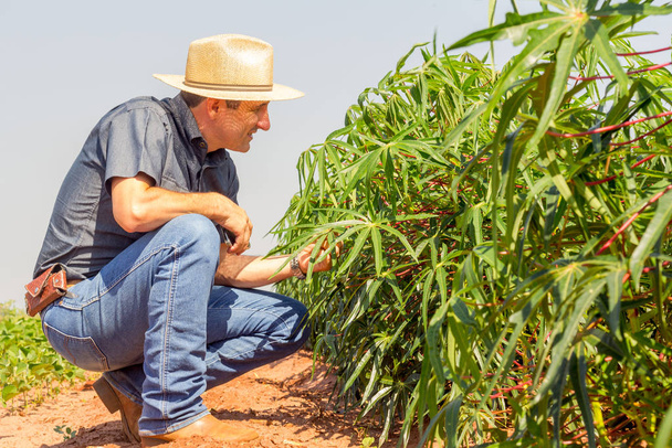 Agronomista inspeciona lavoura de mandioca em campo agrícola - Conceito Agropecuário - Agricultor em lavoura de mandioca - Foto, Imagem