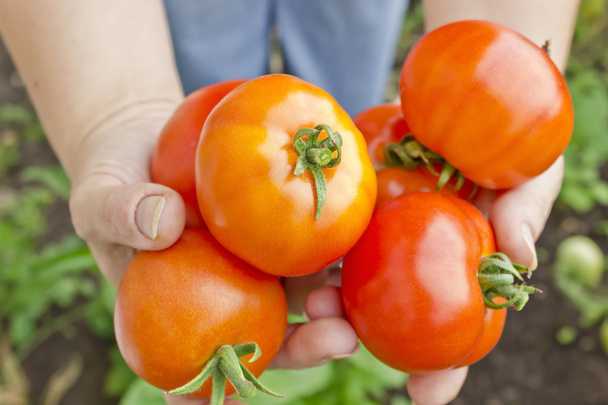 Руки держат спелые помидоры
 - Фото, изображение