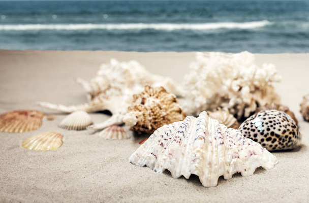 Seashells on the sand, summer beach background travel concept wi - Фото, изображение