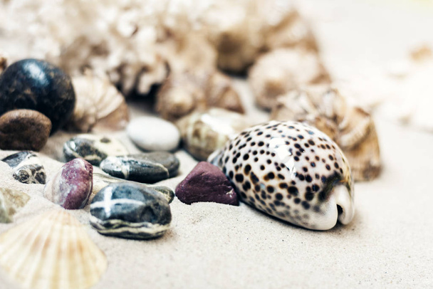 Seashells and stones on the sand, summer beach background travel - 写真・画像