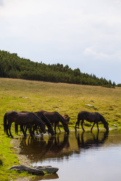 Дикі коні в горах, питна вода на березі альпійського озера
 - Фото, зображення