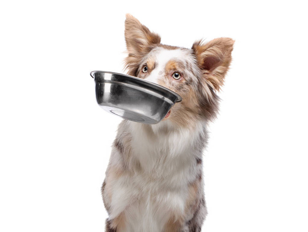 犬は歯に食物用の鉢を持っている。ペット用の健康食品。白い背景にボーダーコリー. - 写真・画像