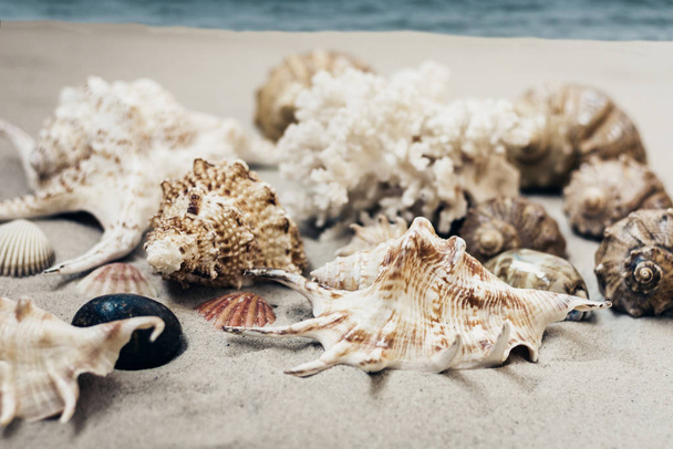 Seashells on the sand, summer beach background travel concept wi - Valokuva, kuva