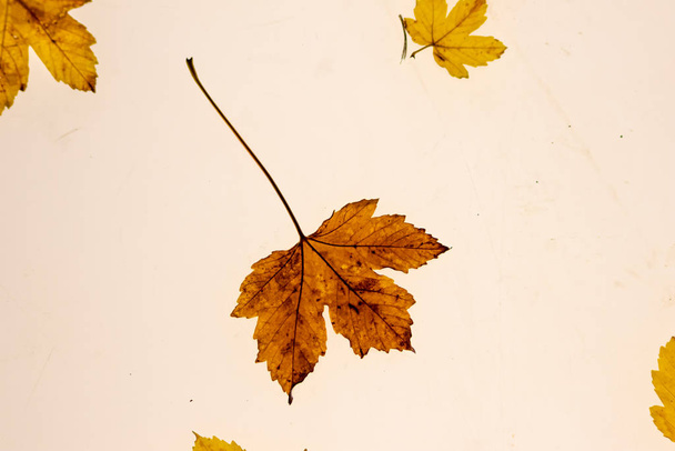 Upadły liść na jasnym stole w zbliżeniu, jak piękne makro pokazują naturalne żyły liści i półprzezroczyste elementy liści jesienią i spadają do ochrony środowiska i czystego powietrza - Zdjęcie, obraz
