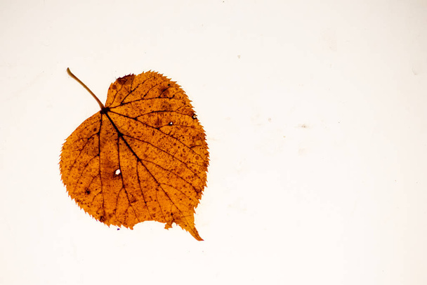 Padlý list na světlém stole v detailu jako krásné makro ukázat přírodní listové žíly a průsvitné prvky listoví na podzim a podzim na ochranu životního prostředí a čistý vzduch - Fotografie, Obrázek