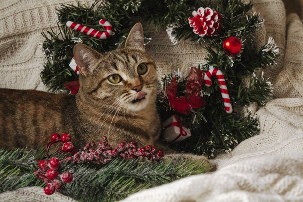 Brązowy kotek w paski na dzianinie beżowy krata z Bożym Narodzeniem - Zdjęcie, obraz
