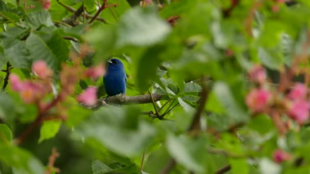 Indigo bunting standing and resting in a tree with pink flowers in foreground - Footage, Video