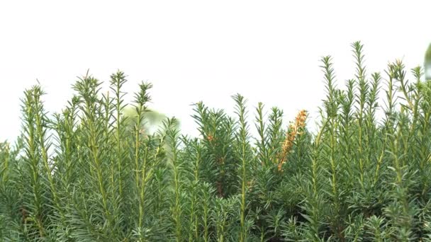 Pürüzsüz dalları ve kalın yaprakları olan yeşil bir çalılığın arka planı - Video, Çekim