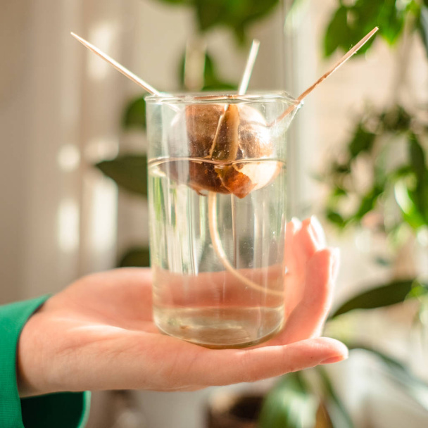 woman's hand holding growing avocado seed in water. Plant parent concept - 写真・画像