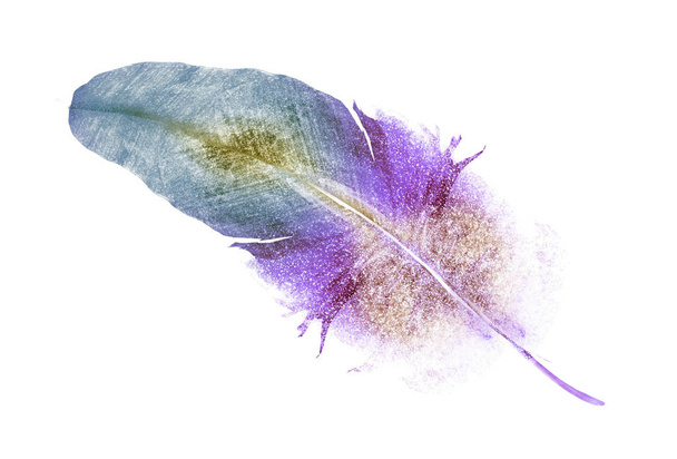 Watercolor feather on white - Photo, Image