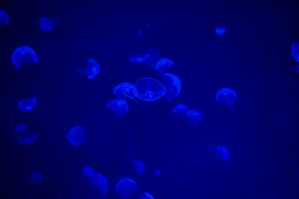 A lot of beautiful jellyfish or meduses in the neon light in aquarium in new opened Prague medusarium, Czech Republic - Zdjęcie, obraz