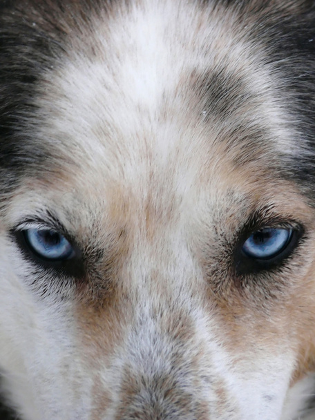 Husky cão olhos azuis
 - Foto, Imagem