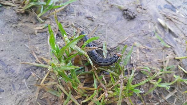 農地で緑の葉を食べる灰色の黒い角虫のクローズアップビュー - 写真・画像
