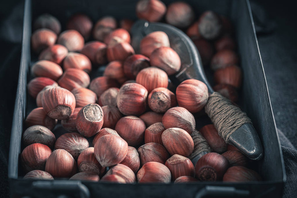 Fresh hazelnuts with a old metal nutcracker - Фото, зображення