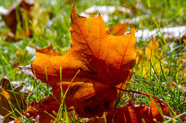Fotografía de otoño, hojas rojo-amarillas en el césped. Esta belleza-f
 - Foto, Imagen
