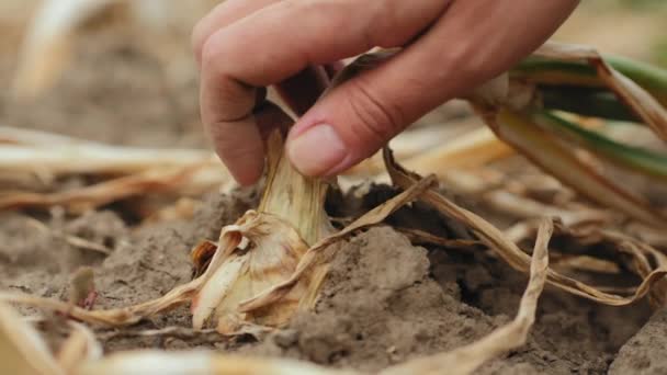 Samičí ruce vytahují cibuli ze země - Záběry, video