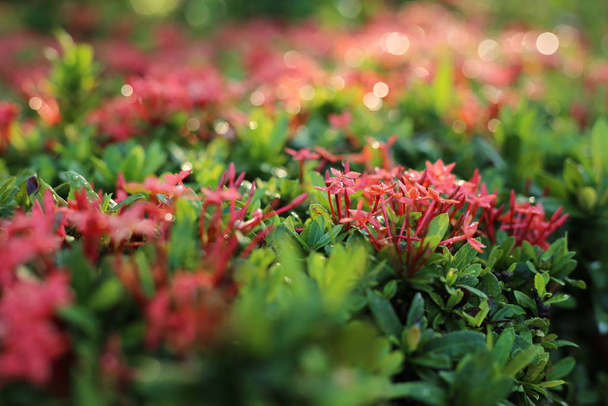 Piros tűvirág a reggeli kertben - Fotó, kép