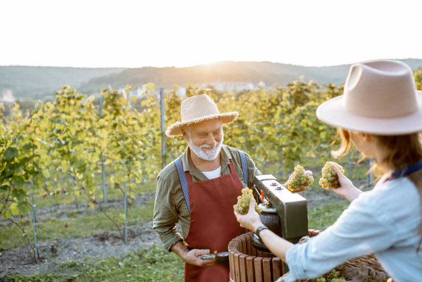 Vanhempi mies nuoren naisen kanssa, joka puristaa viinirypäleitä viinintuotantoon
 - Valokuva, kuva