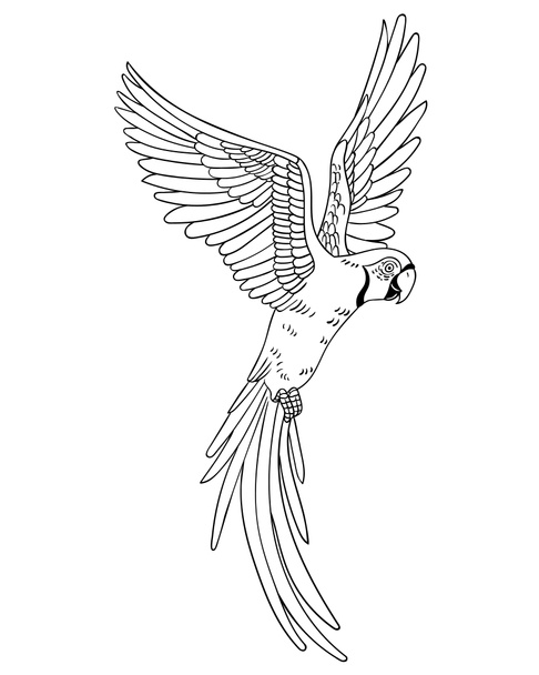 Pássaro de papagaio exótico tropical bonito. Ilustração vetorial
. - Foto, Imagem