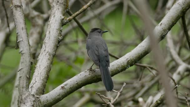 Dubbel schot van grijze catbird staan in geopende bos gebied in Canada - Video
