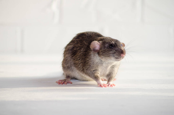 Γκρι ποντικάκι κάθεται και φοβάται στο λευκό πάτωμα με έναν τοίχο από τούβλα, μυρίζοντας τον αέρα, σύμβολο του νέου έτους 2020 - Φωτογραφία, εικόνα