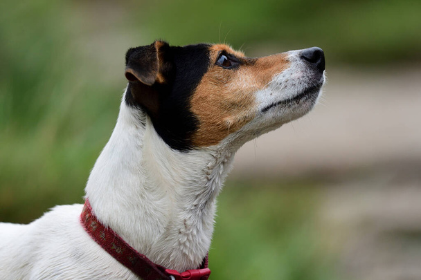 Jack Russell
 - Photo, image