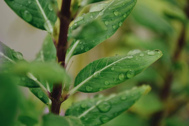A selective focus closeup shot of dewdrops on a green plant - Фото, изображение