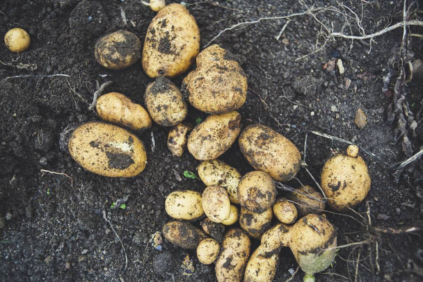 A high angle shot of a pile of potatoes on the ground in a garden - Photo, image