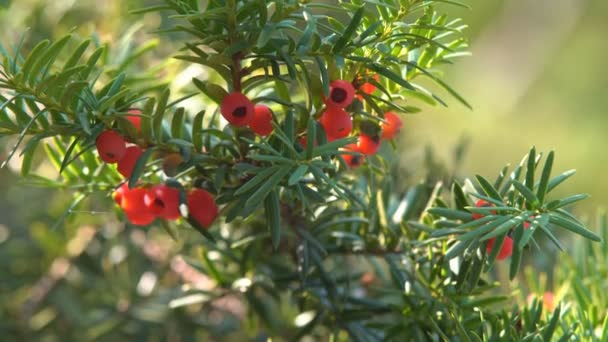 Różne rodzaje roślin i drzew z rodziny sosnowych rosnących w ogrodzie botanicznym - Materiał filmowy, wideo