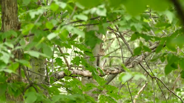 Greifvogel hockt aufrecht und singt leise in Nordamerika - Filmmaterial, Video