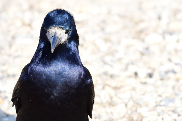 Rook (corvus frugilegus) - Photo, Image