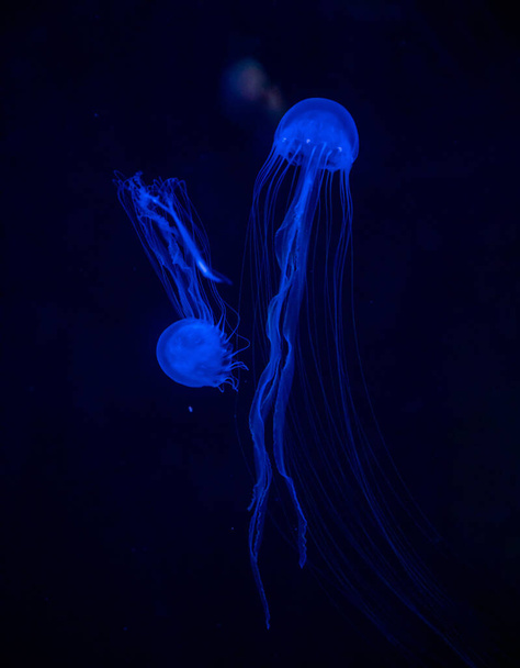 Hermosas medusas o medusa en la luz de neón en el acuario en el nuevo medusario abierto de Praga, República Checa
 - Foto, Imagen