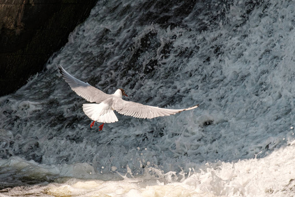 Птица белая чайка парит над водой, которая является непрерывным волнистый фон спрей и пены
 - Фото, изображение