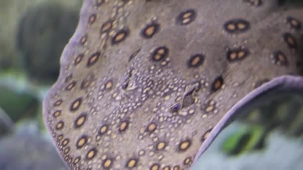 Spotted stingray nuota rapidamente di lato davanti alla telecamera sott'acqua
 - Filmati, video