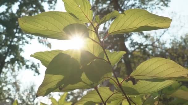 Prachtige zonnestralen en zonneschijn door de top van bomen, zon schijnt door gebladerte. - Video