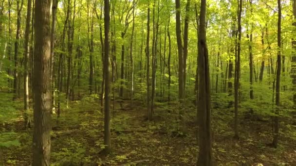 Όμορφο δάσος το φθινόπωρο φαίνεται από drone που φέρουν αργά προς τα εμπρός και προς τα κάτω - Πλάνα, βίντεο