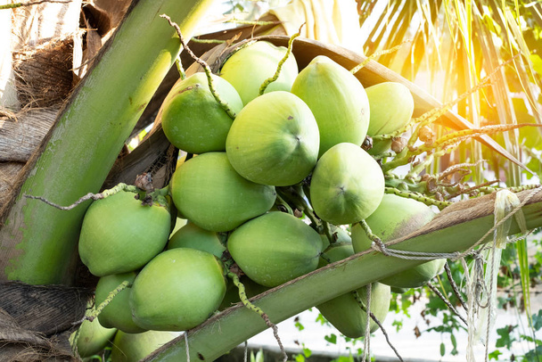  čerstvé kokosové ořechy shluk na kokosovém stromě - Fotografie, Obrázek