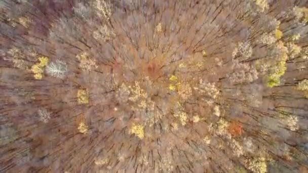 queda reserva natural drone vista floresta árvores pântano
 - Filmagem, Vídeo