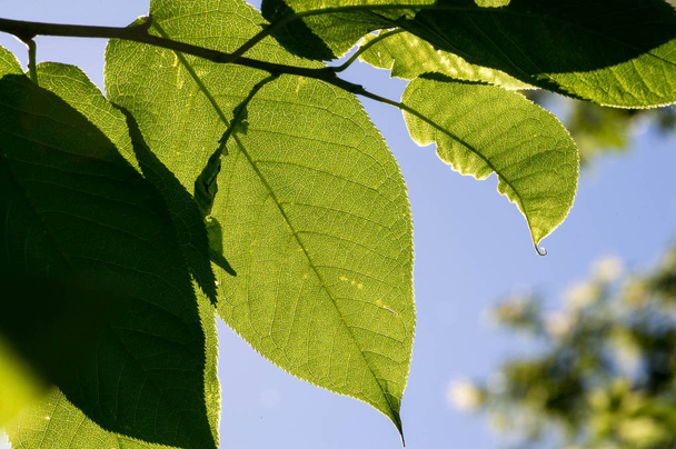 Листья на дереве зеленые, подсветка - Фото, изображение