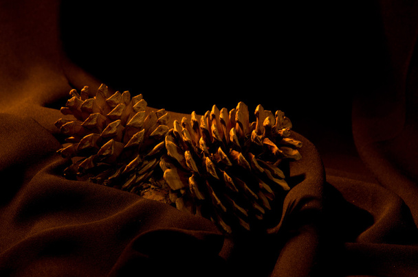 pine cone on the black background - Photo, image