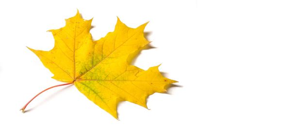 Podzimní malba, Podzimní javorové listy, Samostatný list na bílém bac - Fotografie, Obrázek