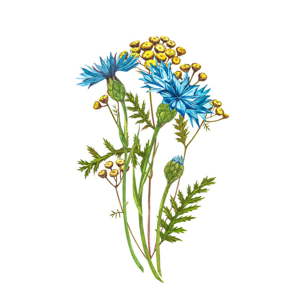 Blue Cornflower Herb or bachelor button flower bouquet with Pansy flowers isolated on white background. Set of drawing cornflowers, floral elements, watercolor botanical illustration. - Fotó, kép