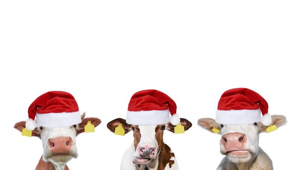 Три кумедні корови на Різдво або капелюхи Санта Клауса.. - Фото, зображення