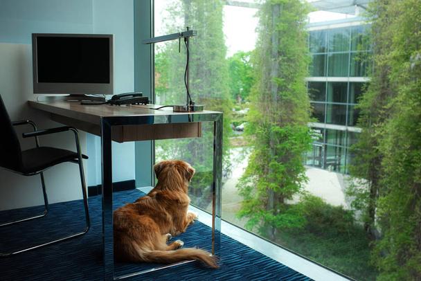 the dog is looking out the window. Pet in the interior. Nova Scotia Retriever at home under the table - 写真・画像