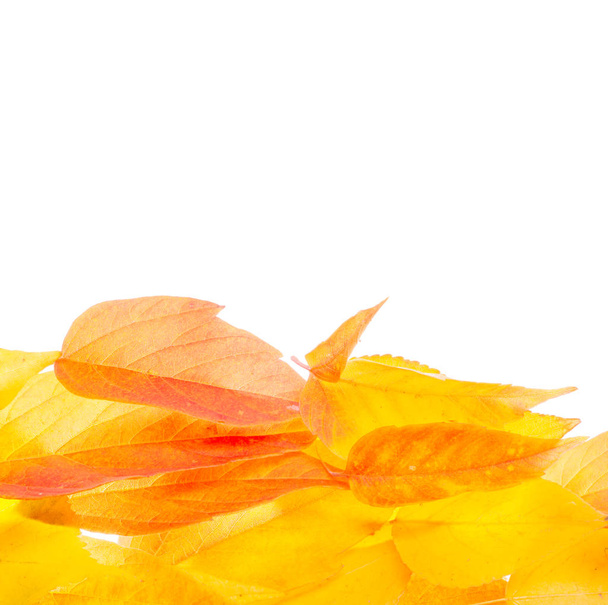 red and yellow maple leaves on a white background. When the leav - Photo, image