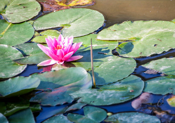 waterlily in a pond - Foto, Imagen