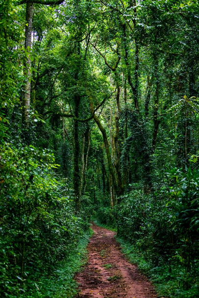 Ένα κάθετο πλάνο ενός μονοπατιού στο τροπικό δάσος Kakamega στην Κένυα - Φωτογραφία, εικόνα